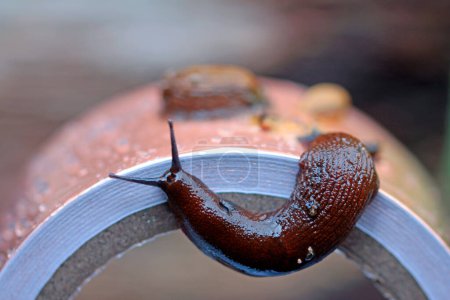 Photo for Copper tape, does copper foil tape really help against snails? - Royalty Free Image