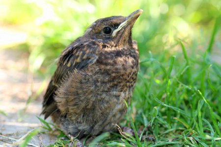 Photo for Turdus merula,  Young blackbird in the garden - Royalty Free Image