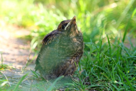 Photo for Turdus merula,  Young blackbird in the garden - Royalty Free Image