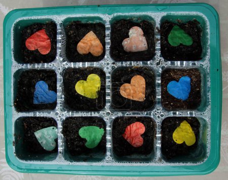 Téléchargez les photos : Confettis de graines en forme de coeur dans un plateau de culture - en image libre de droit