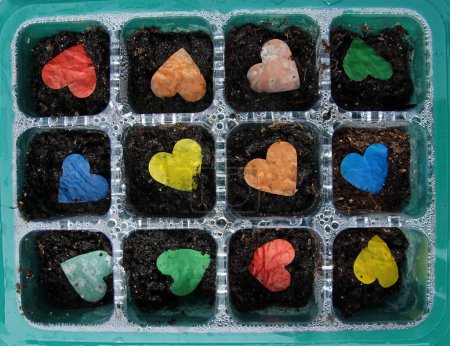 Téléchargez les photos : Confettis de graines en forme de coeur dans un plateau de culture - en image libre de droit