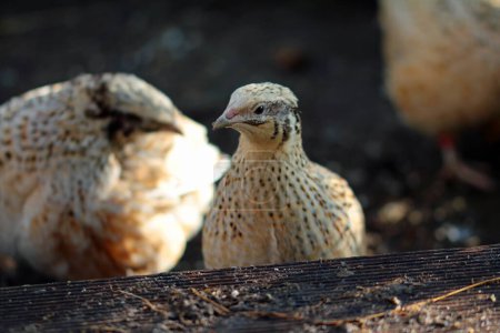Photo for Two quails in the Paradise - Royalty Free Image