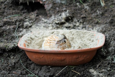 Photo for Quails in the sand bath - Royalty Free Image