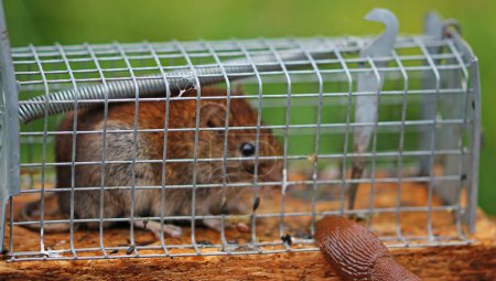 Photo for Red vole mouse and nudibranch in cage snap trap - Royalty Free Image
