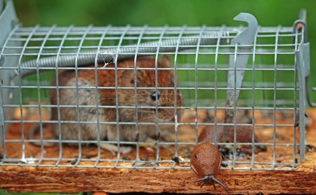 Photo for Red vole mouse and nudibranch in cage snap trap - Royalty Free Image