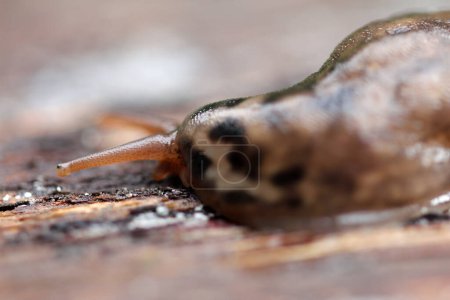 Photo for Tiger snail, limax maximus in the bio garden - Royalty Free Image
