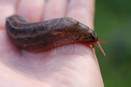 Photo for Tiger snail (limax maximus) large snail sliming on my hand plate - Royalty Free Image