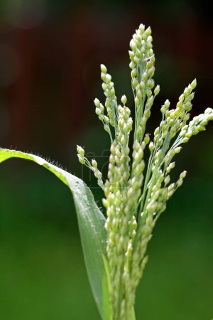 Téléchargez les photos : Nouvelle culture du millet, céréales alternatives - en image libre de droit
