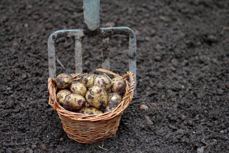 Téléchargez les photos : Pommes de terre principalement cireuses, belle variété bleue - en image libre de droit