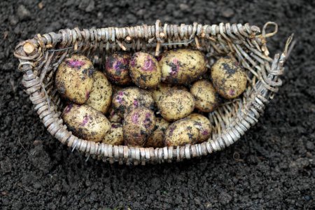 Téléchargez les photos : Pommes de terre principalement cireuses, belle variété bleue - en image libre de droit