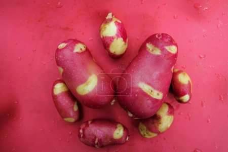 Téléchargez les photos : Nouvelle variété ou aussi pommes de terre clown de culture biologique et propre - en image libre de droit