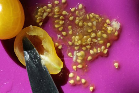 Foto de El tomate 'Yellow Pear' es una variedad tradicional que se cultiva desde hace más de 200 años. Destaca por sus frutos relativamente pequeños, en forma de pera, de color amarillo brillante, que tienen un aroma muy intenso y son un vegetal perfecto para picar. T - Imagen libre de derechos
