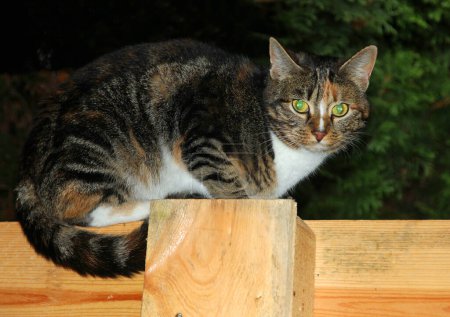 Photo for Mouse hunt, the domestic cat observes its hunting spot from above - Royalty Free Image