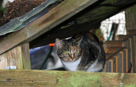Photo for Mouse hunt, the domestic cat observes its hunting spot from above - Royalty Free Image