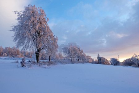 Téléchargez les photos : Paysage hivernal avec arbres - en image libre de droit