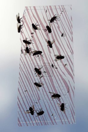 Photo for Many dead houseflys on flypaper - Royalty Free Image