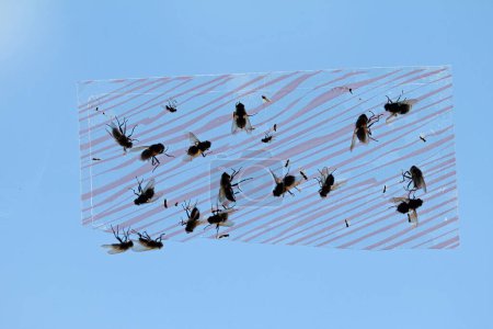 Photo for Many dead houseflys on flypaper - Royalty Free Image