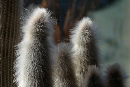 Nahaufnahme eines Kaktus, Austrocephalocereus dybowskii