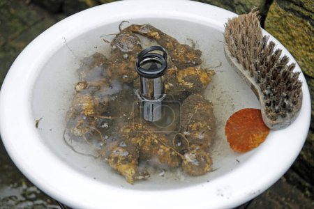 Topinambur aus Jerusalem frisch in einem Sieb gewaschen   