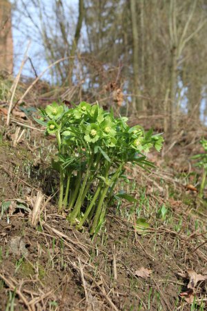 green hellebore, all plant parts are very strongly poisonous