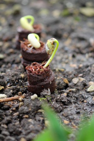  fresh germinating garden bean: epigeic cotyledon spread
