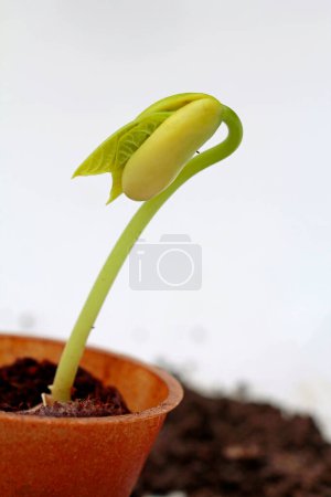 fresh germinating garden bean: epigeic cotyledon spread