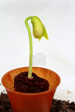 fresh germinating garden bean: epigeic cotyledon spread