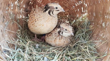 Lovely quails in a basket