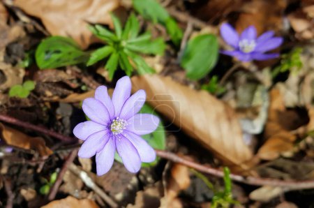 Photo for Liverwort spring flowers in spring - Royalty Free Image