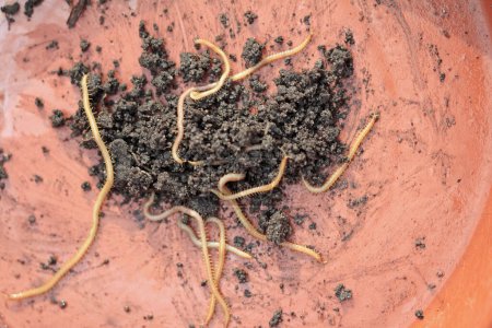 soil creeps, haplophilus subterraneus move on