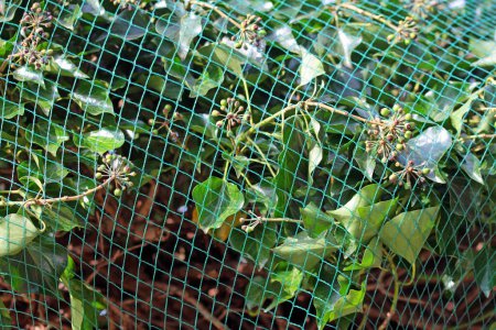 cat-proof Hedera helix covered with pond net
