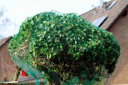 cat-proof Hedera helix covered with pond net