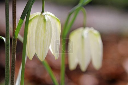 weiße Schachblumen in Blüte