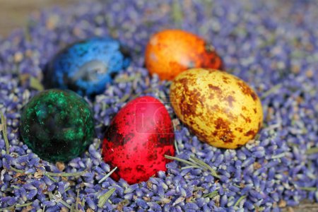 Easter: Quail eggs, brightly coloured 