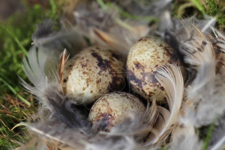 quail eggs in a nest