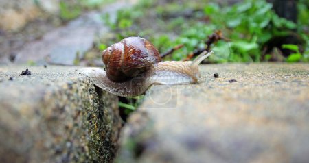 snail overcomes a gap between two stones