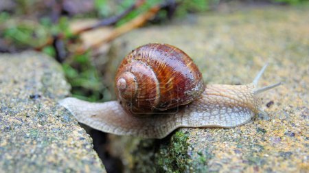snail overcomes a gap between two stones