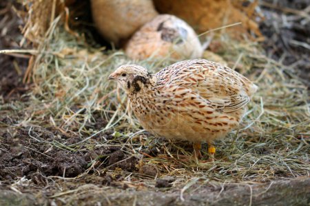 species-appropriate animal husbandry of laying quails in chicken paradise