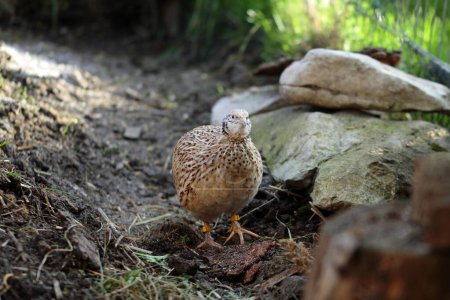 species-appropriate animal husbandry of laying quails in chicken paradise