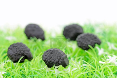 Schwarze Lakritzschaf auf grünem Gras 