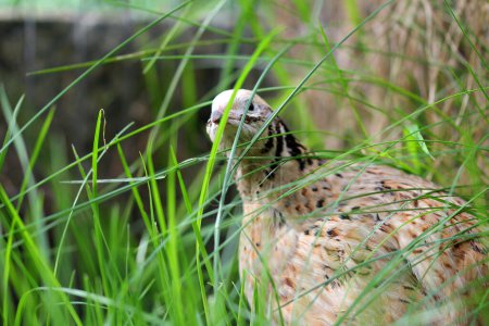 portrait of a laying quail in green grass