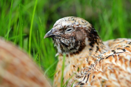 portrait of a laying quail in green grass