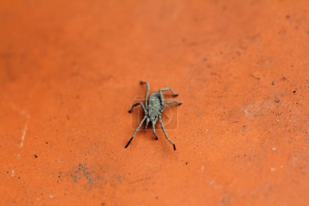 Insect Harvestman, weaver gnat Opiliones