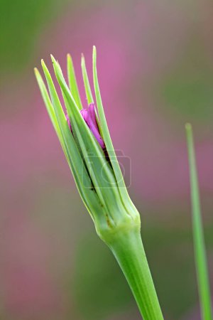 Tongue flower of oat root
