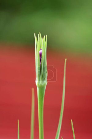 Tongue flower of oat root