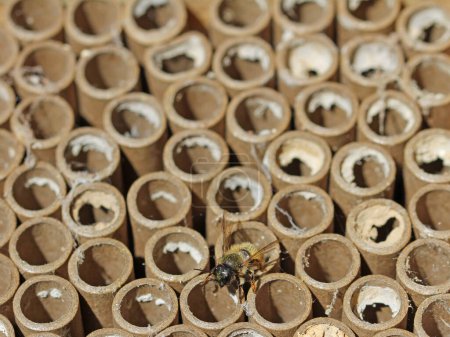 wild bee hotel with solitary bee