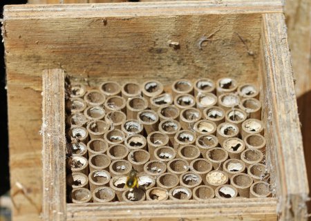 wild bee hotel with solitary bee