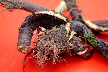  root system from comfrey