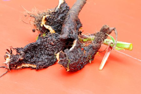  root system from comfrey