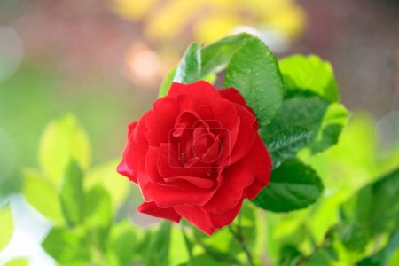 en el jardín, las rosas son rojas 